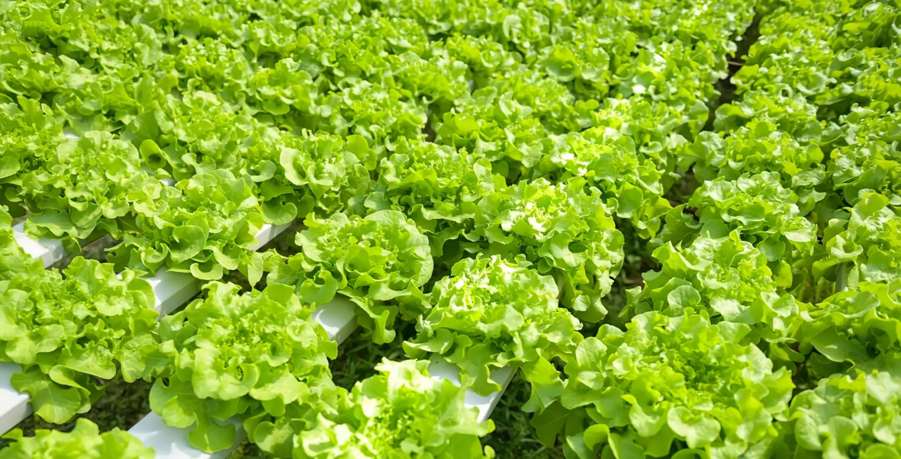 U.S. cyclospora outbreak hits 1,645 cases across 34 states; Canada monitoring but not yet affected