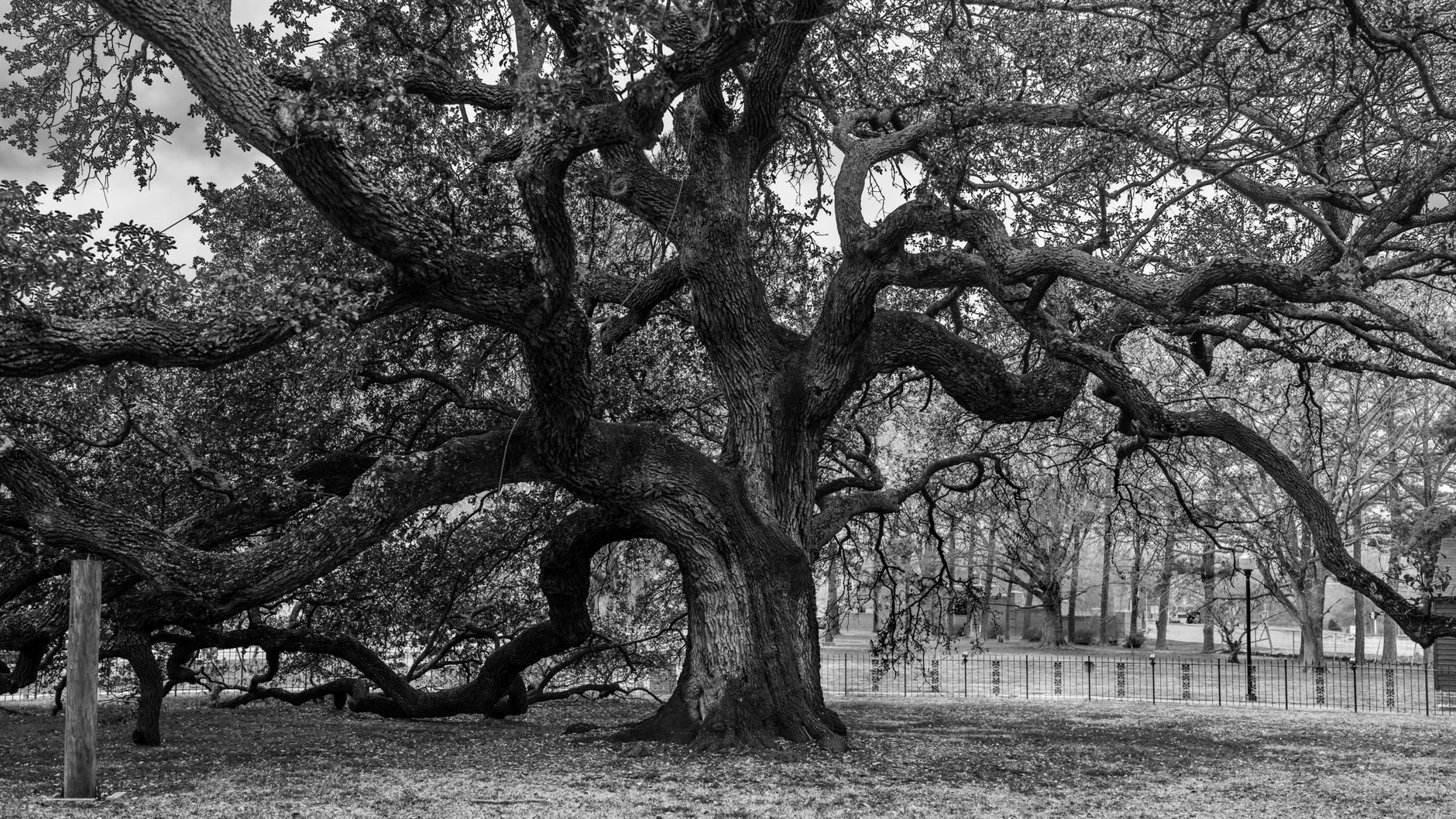 Hampton Park's old-growth forest becomes a symbol of urban climate resilience