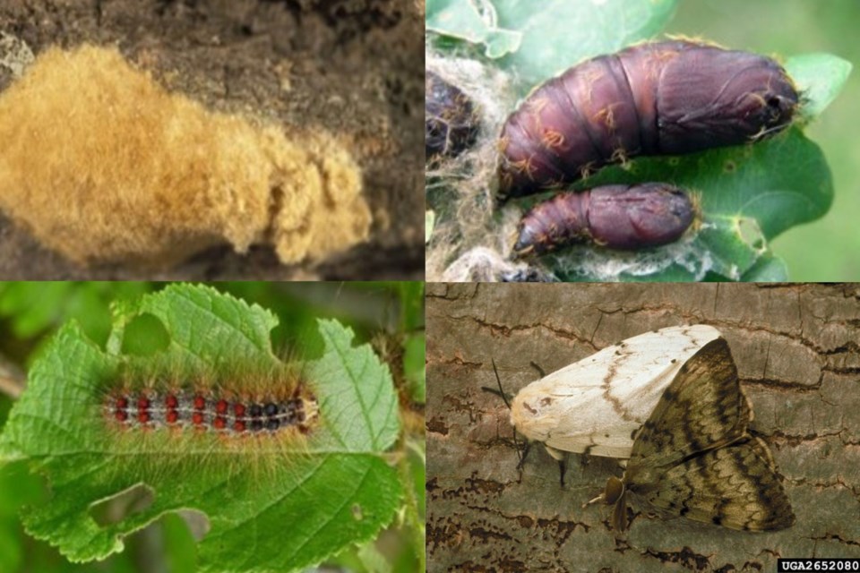 BC spongy moth traps target invasive pest before it spreads