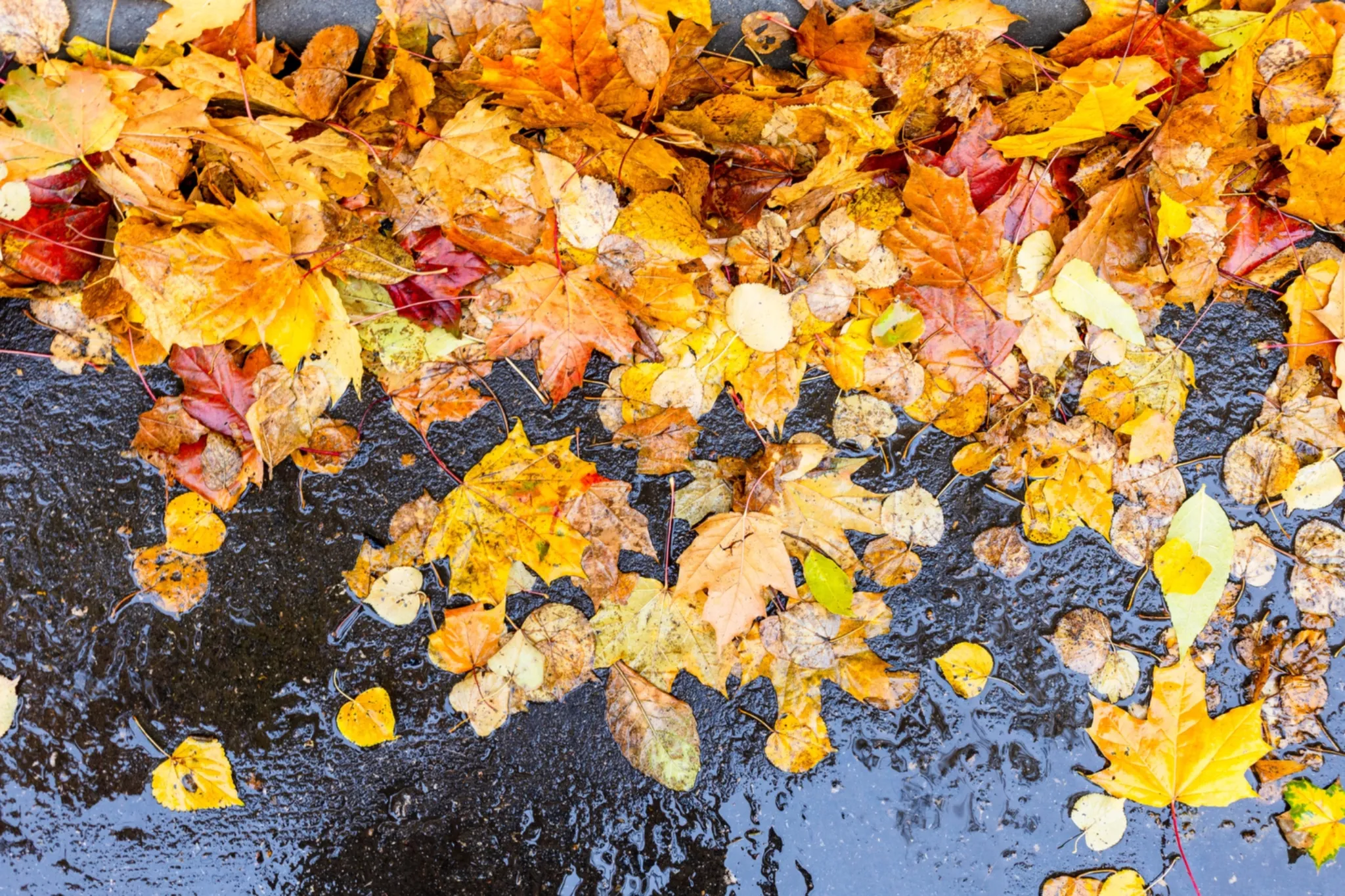 Fall forecast for Alberta shows milder temps but wet weather again this September and October