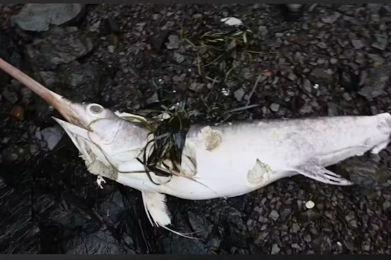 A swordfish washed ashore on Haida Gwaii, sign of warming B.C. waters
