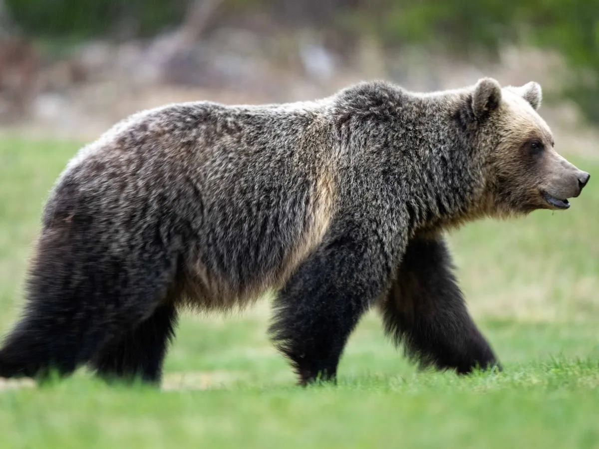 Viral bear encounter renews push to enforce leash laws in national parks