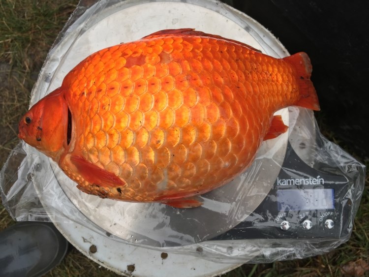 Province reminds Albertans not to release pet fish into waterways as goldfish threaten ecosystems