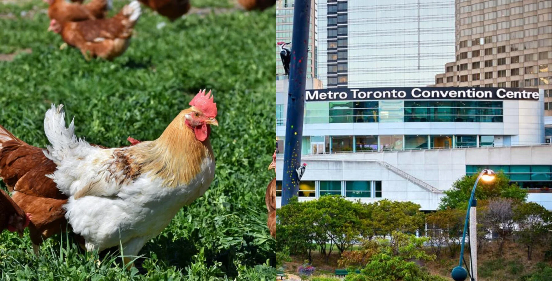 World Poultry Congress brings thousands of international delegates to Toronto through Friday