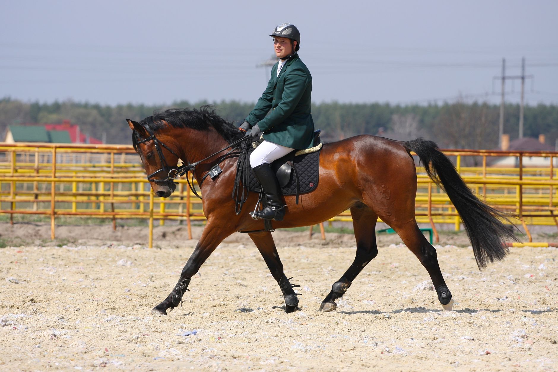 Provincial dressage champion Clark dies in highway crash en route to nationals