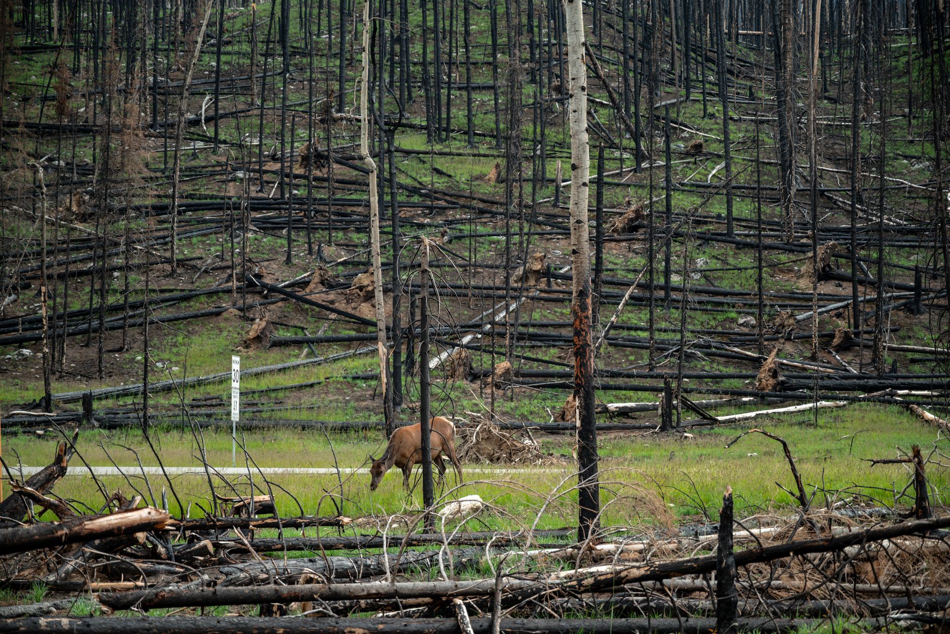 Guichon Creek wildfire near Logan Lake grows to 152 hectares; evacuation alert remains in effect