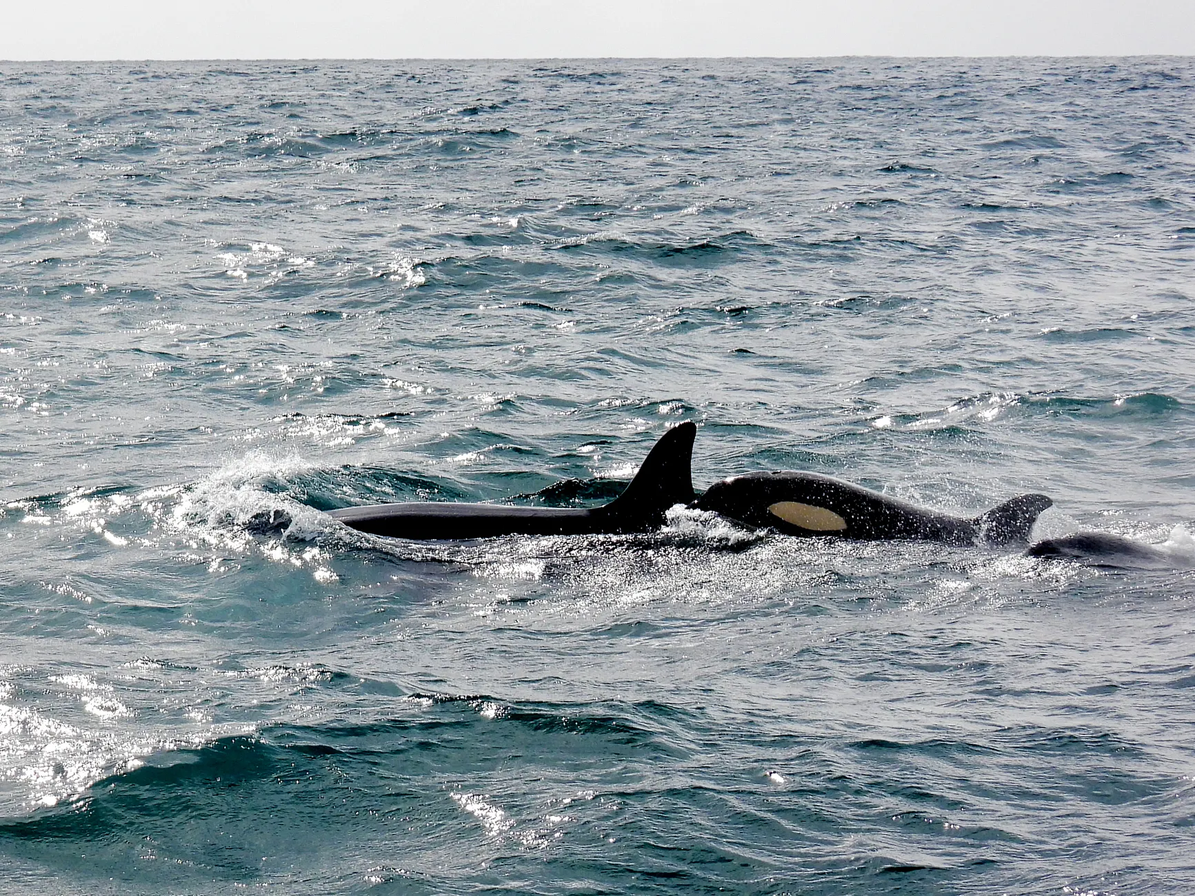 Southern resident killer whale J31 spotted carrying dead calf off Vancouver Island